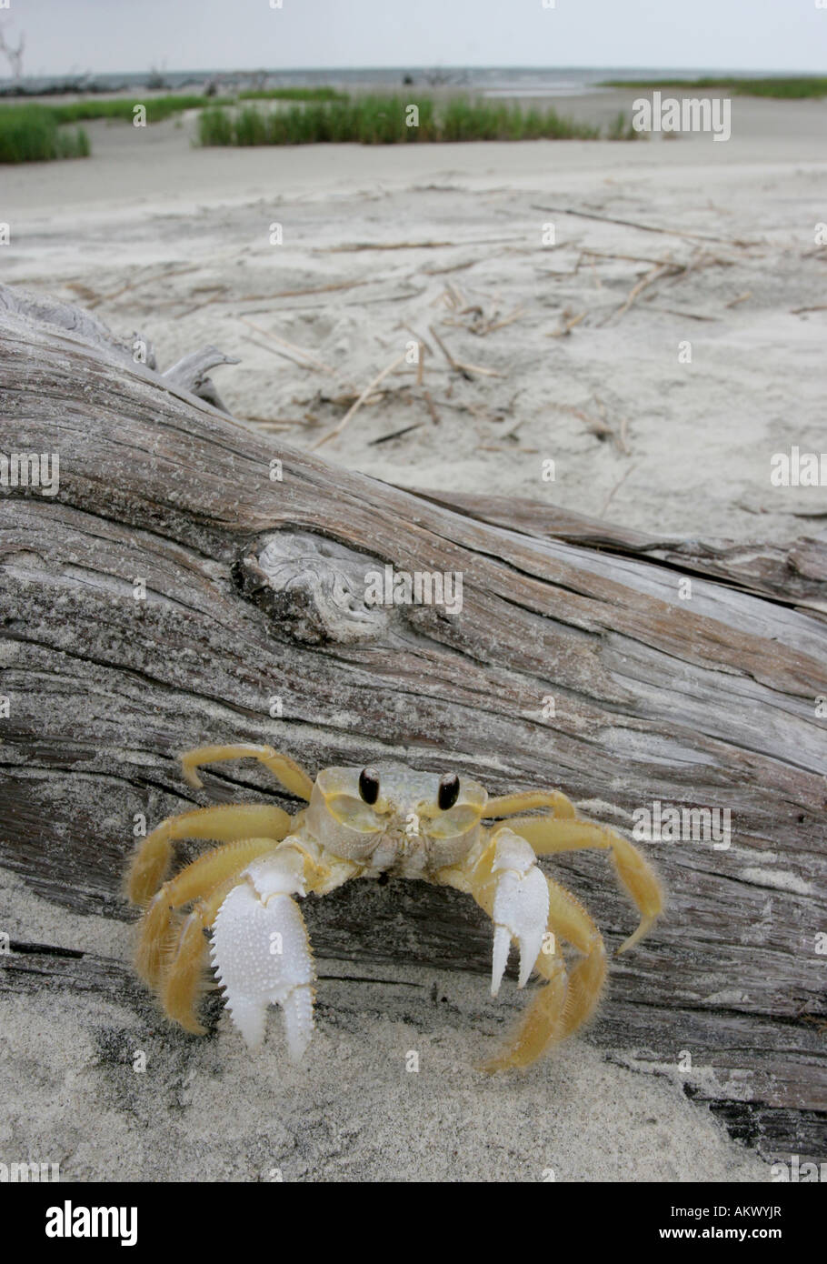 Tybee island animal hires stock photography and images Alamy