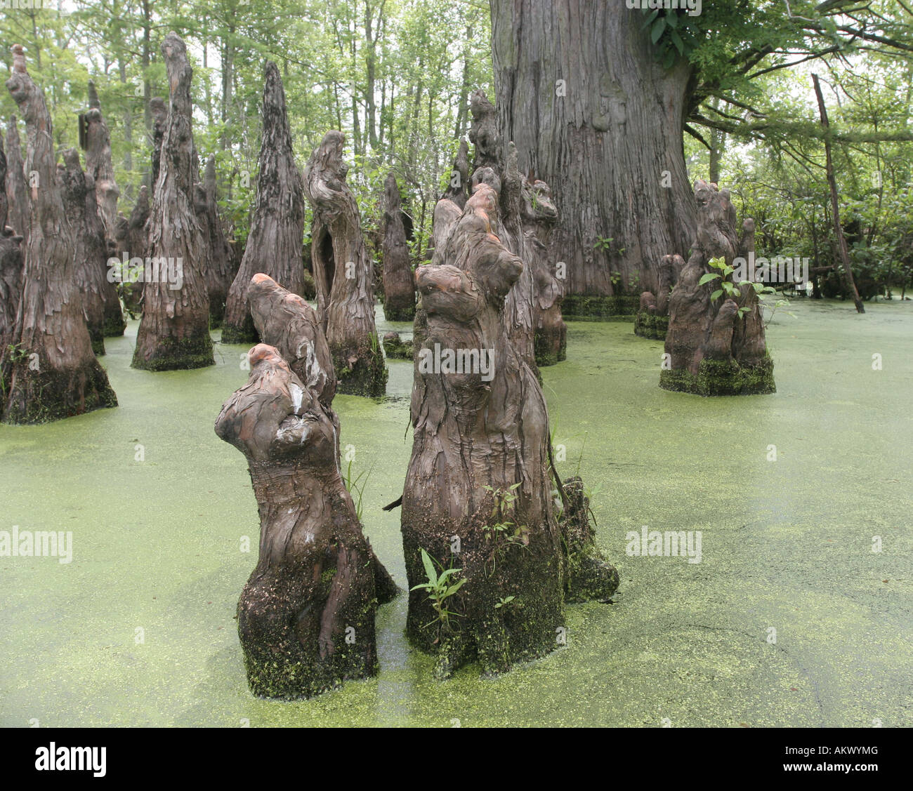 cache river Illinois bald cypress knee knees swamp marsh pond wetland tree nitrogen fix Stock