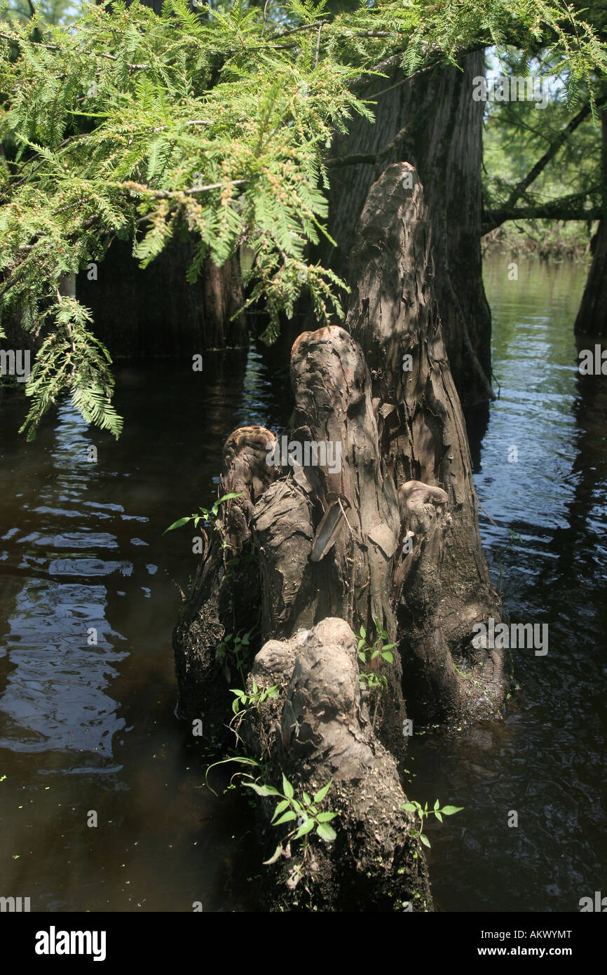 cache river Illinois bald cypress knee knees swamp marsh pond wetland tree nitrogen fix Stock