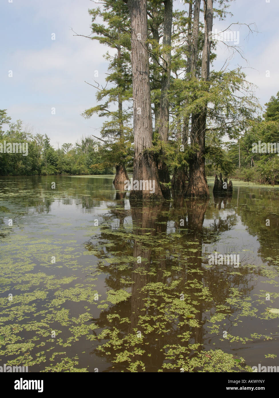 cache river Illinois bald cypress Stock Photo - Alamy