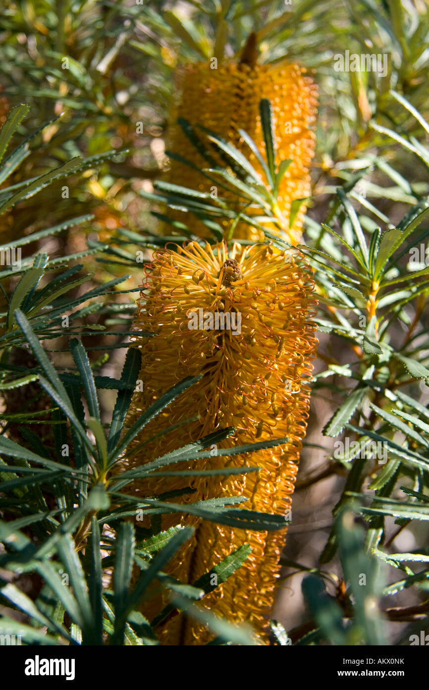 Banksia of the Proteaceae genus Stock Photo