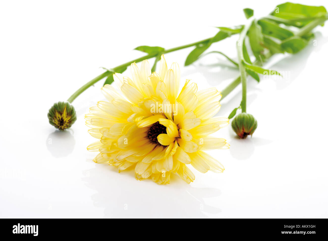 Single Marigold flower, (Calendula Officinalis), lose-up Stock Photo