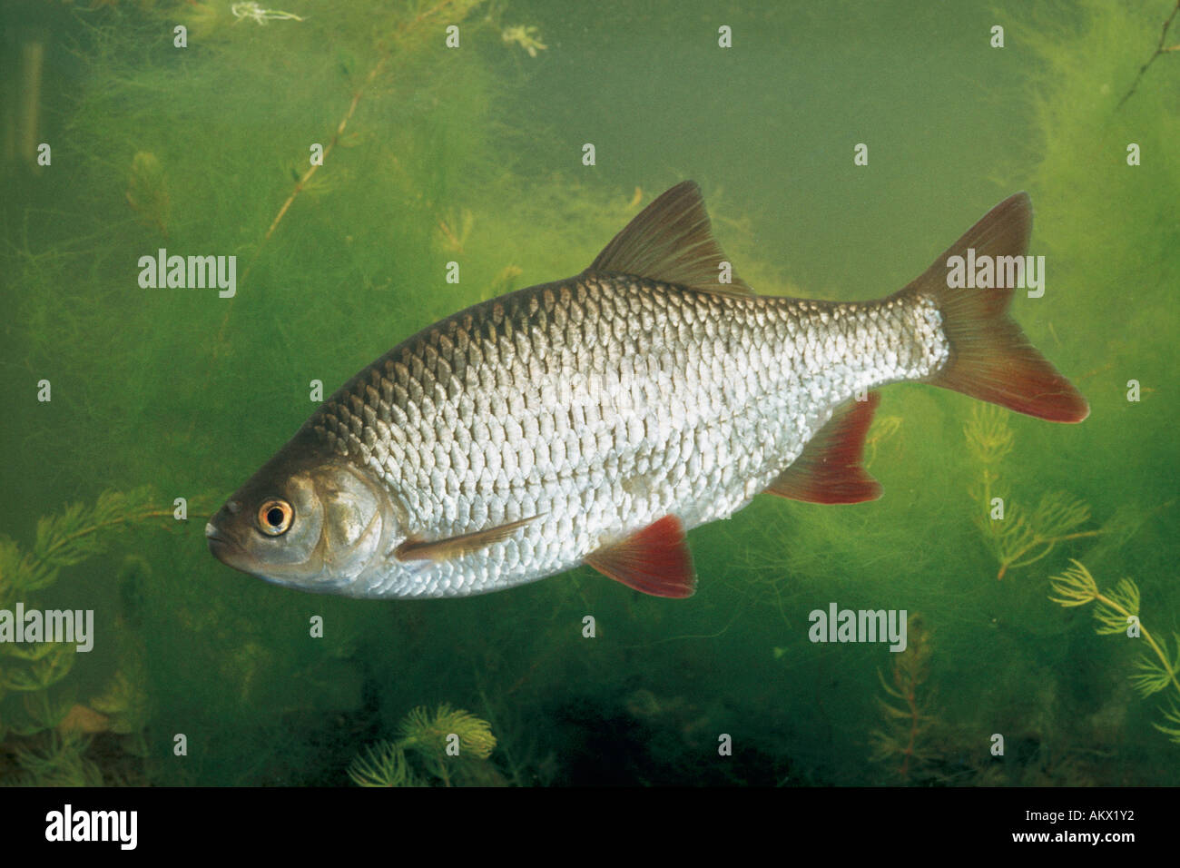 Rudd fresh water fish hi-res stock photography and images - Alamy