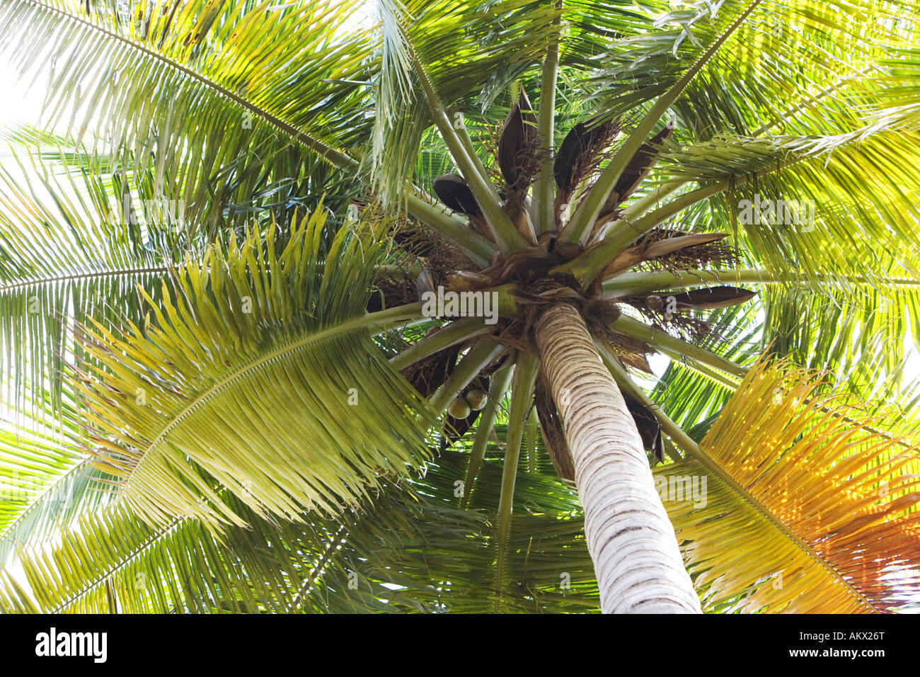 Cocos nucifera. Looking up into a coconut tree. India Stock Photo
