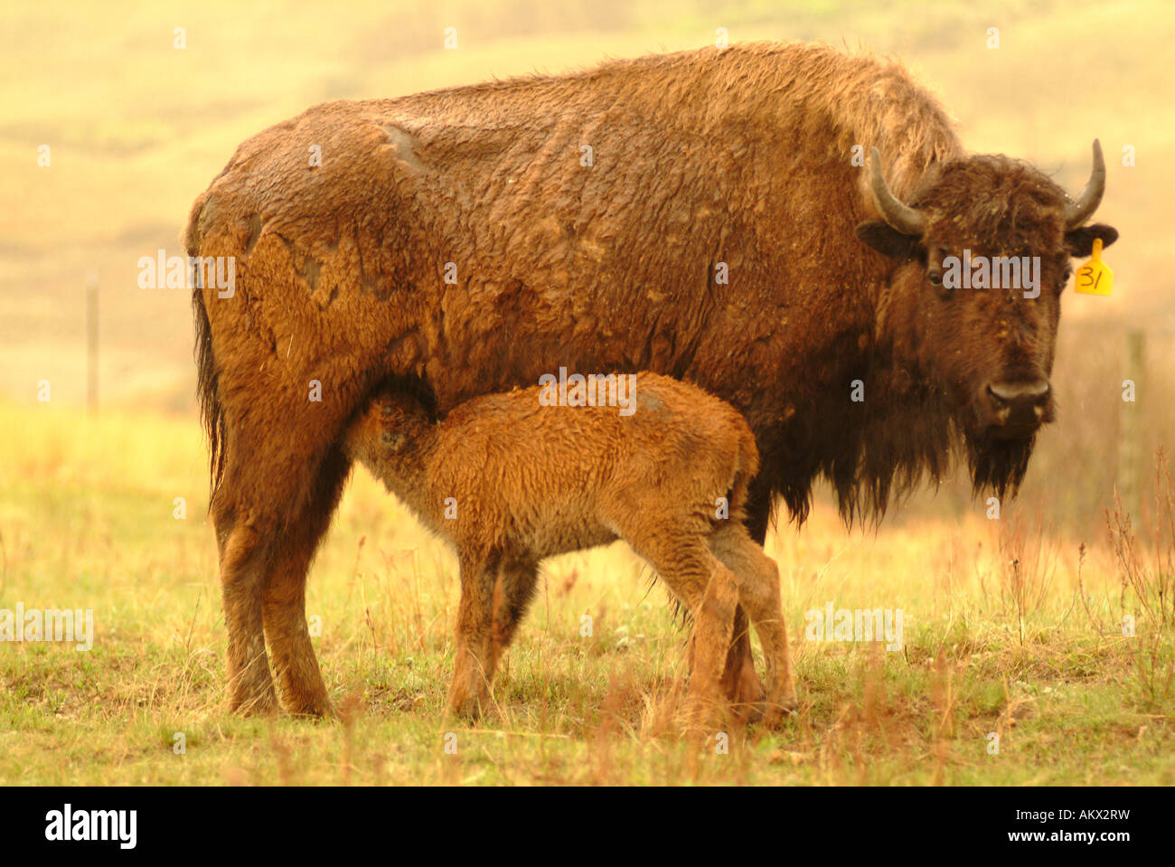Bison Ranch at Fort Berthold Indian Reservation North Dakota Stock