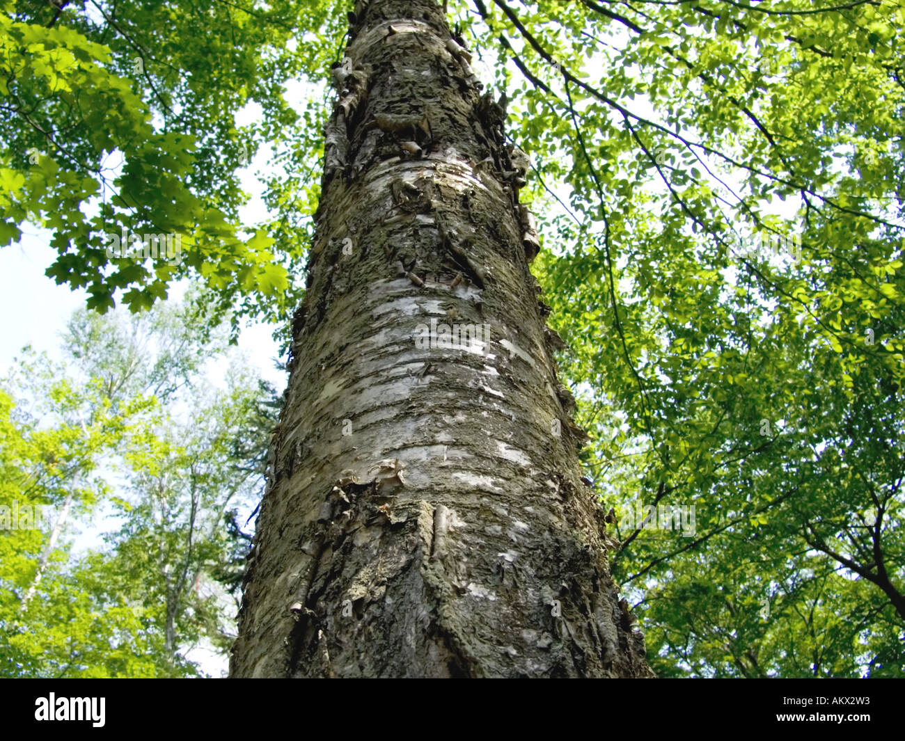 Yellow birch tree, betula alleghaniensis or betula lutea Stock Photo