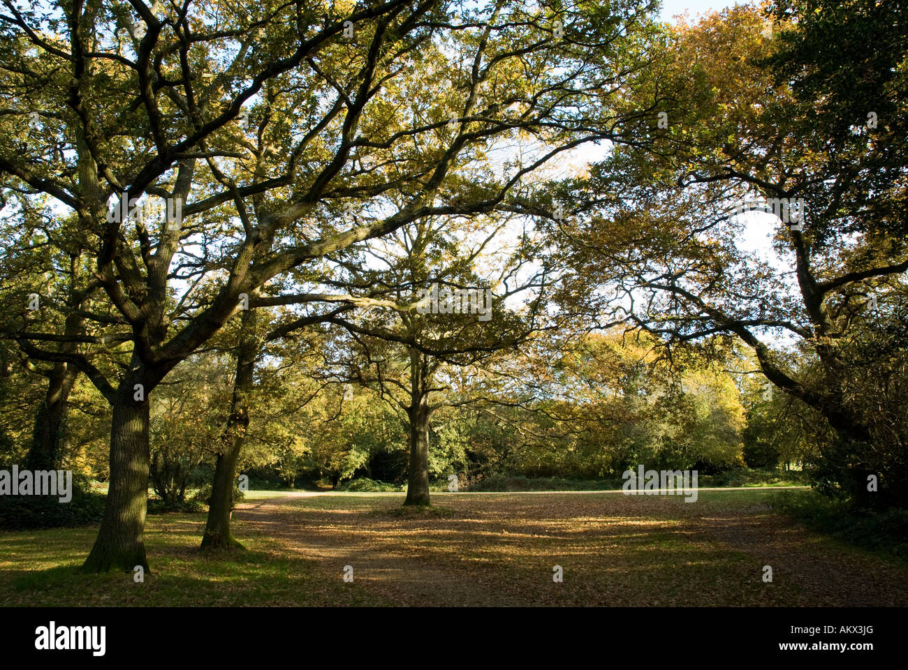 Autumn views of Southampton Common Stock Photo - Alamy