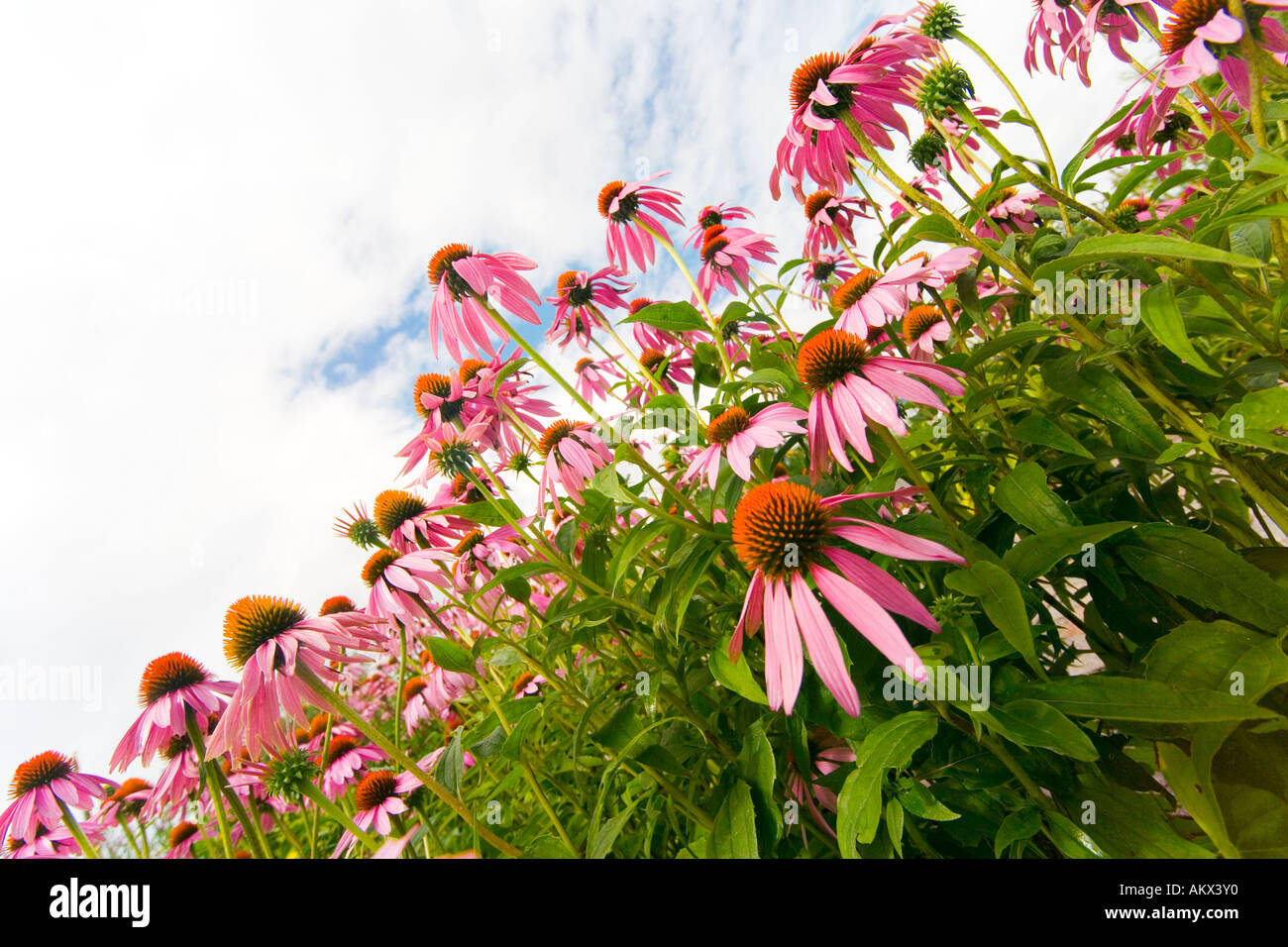 Echinacea purpurea (L) Stock Photo