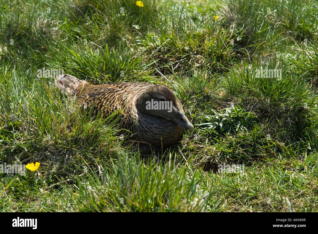 dh Eider duck WILDFOWL BIRD Female Eider duck sitting on nest rough ground on Brough of Birsay Stock Photo