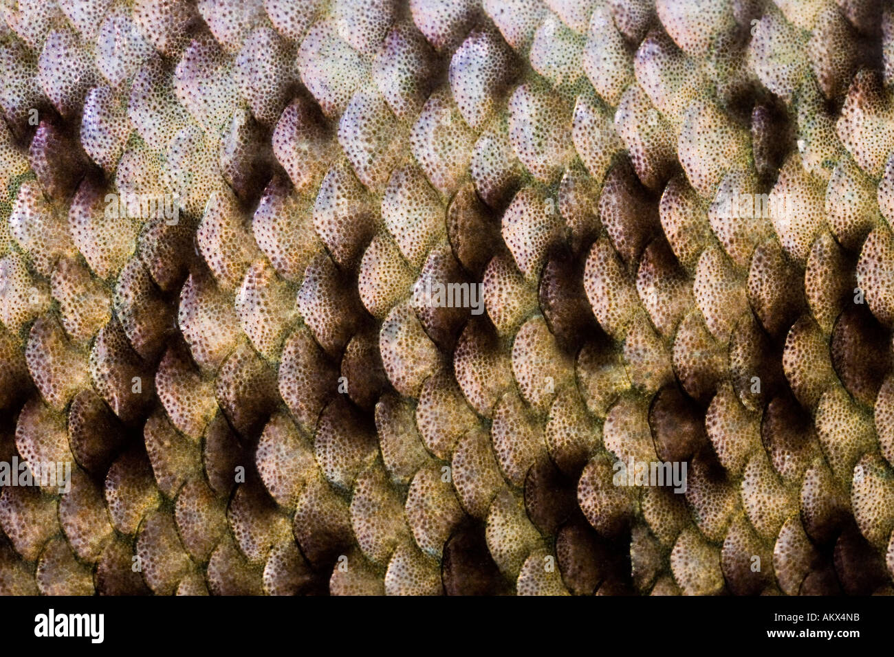 Trout scales hires stock photography and images Alamy