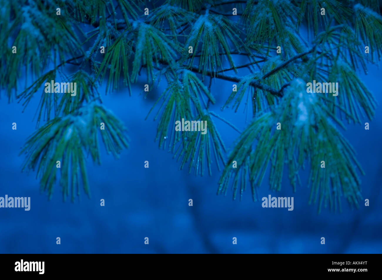 Pine tree hi-res stock photography and images - Alamy