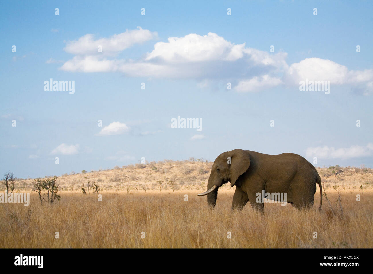South Africa, Krüger National Park, Elefant Stock Photo