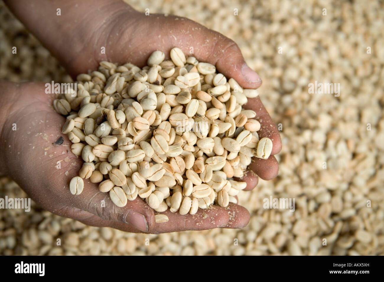 Hands displaying dried Kona coffee beans. Stock Photo
