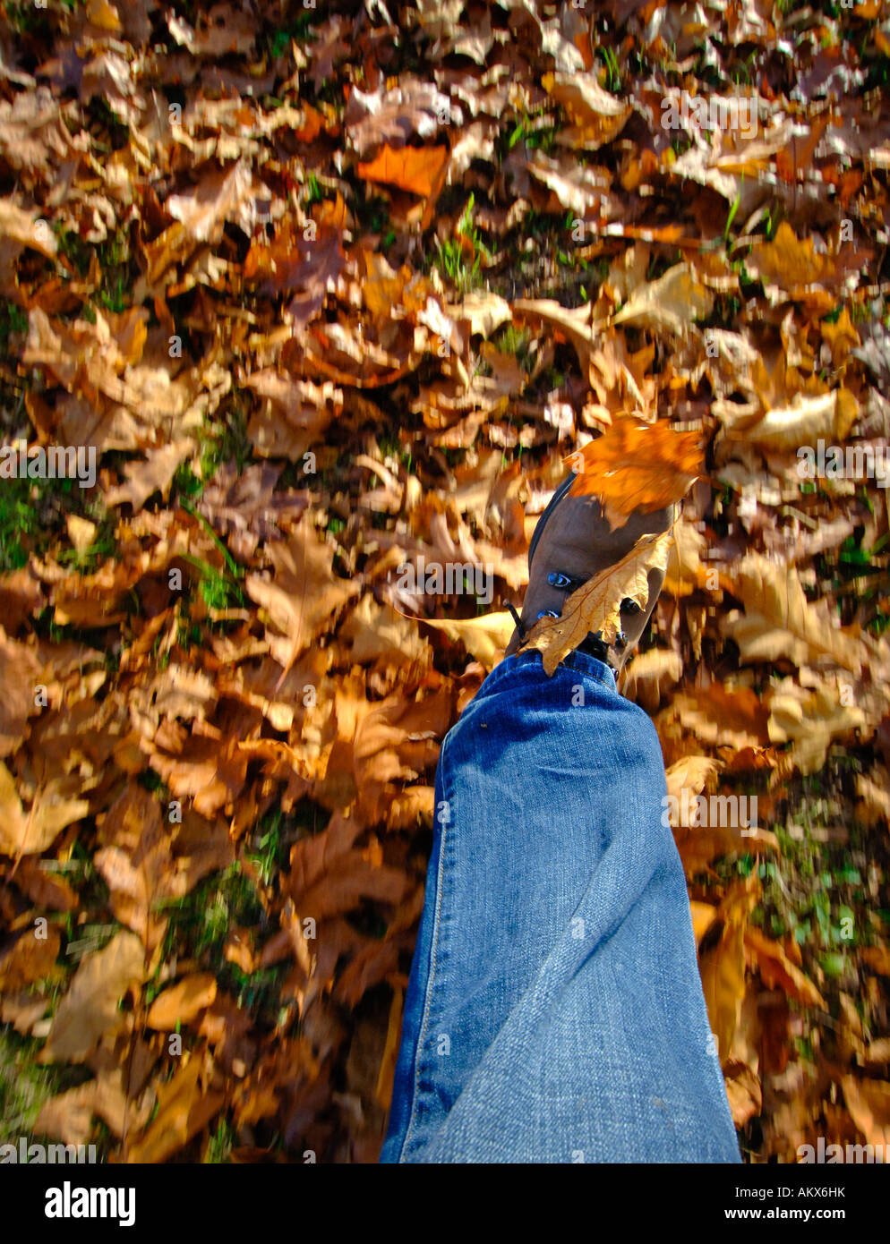 Kicking up leaves on a walk in the autumn countryside. Picture by Jim Holden. Stock Photo