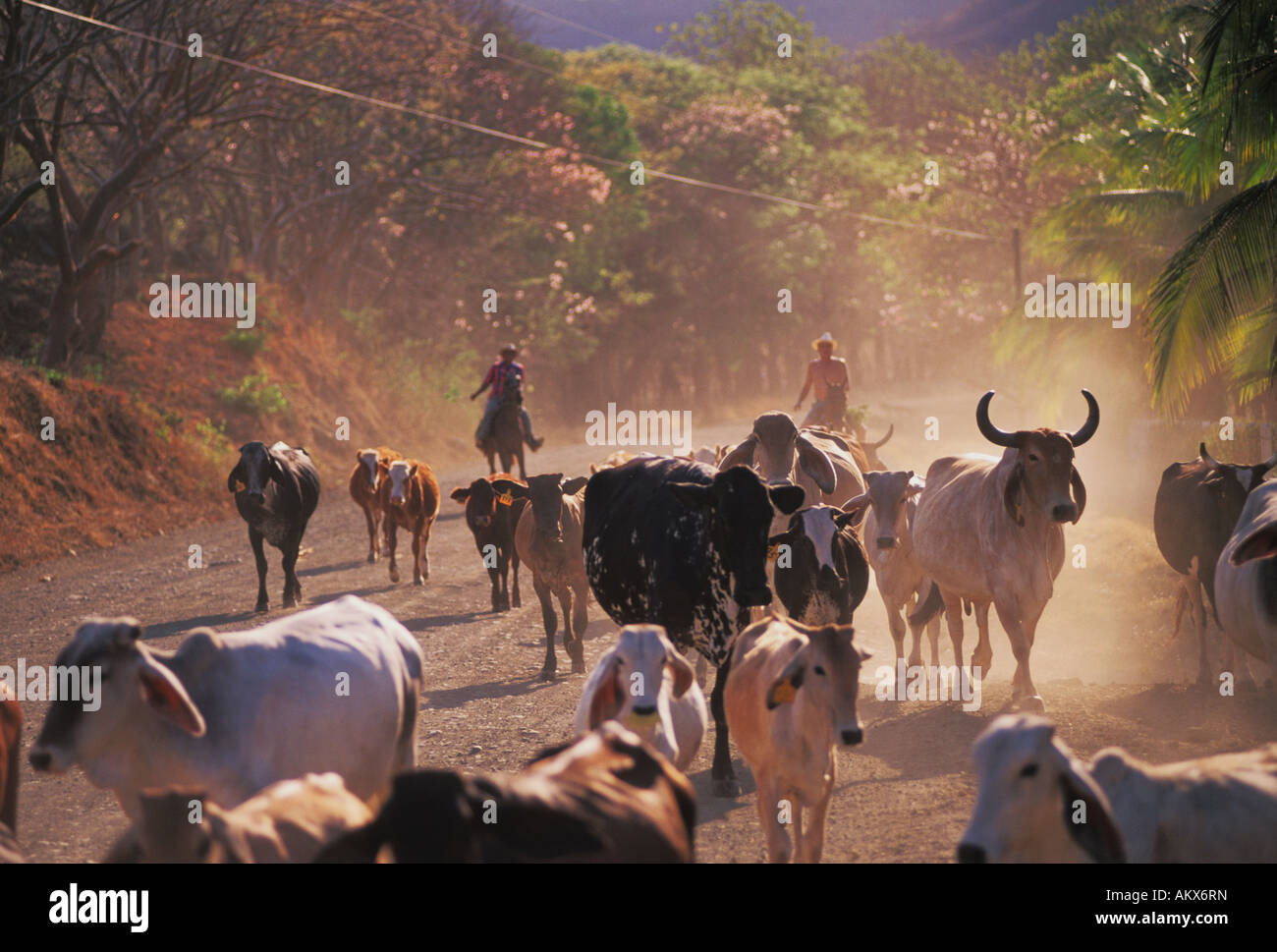 Costa Rican Cows High Resolution Stock Photography and Images - Alamy