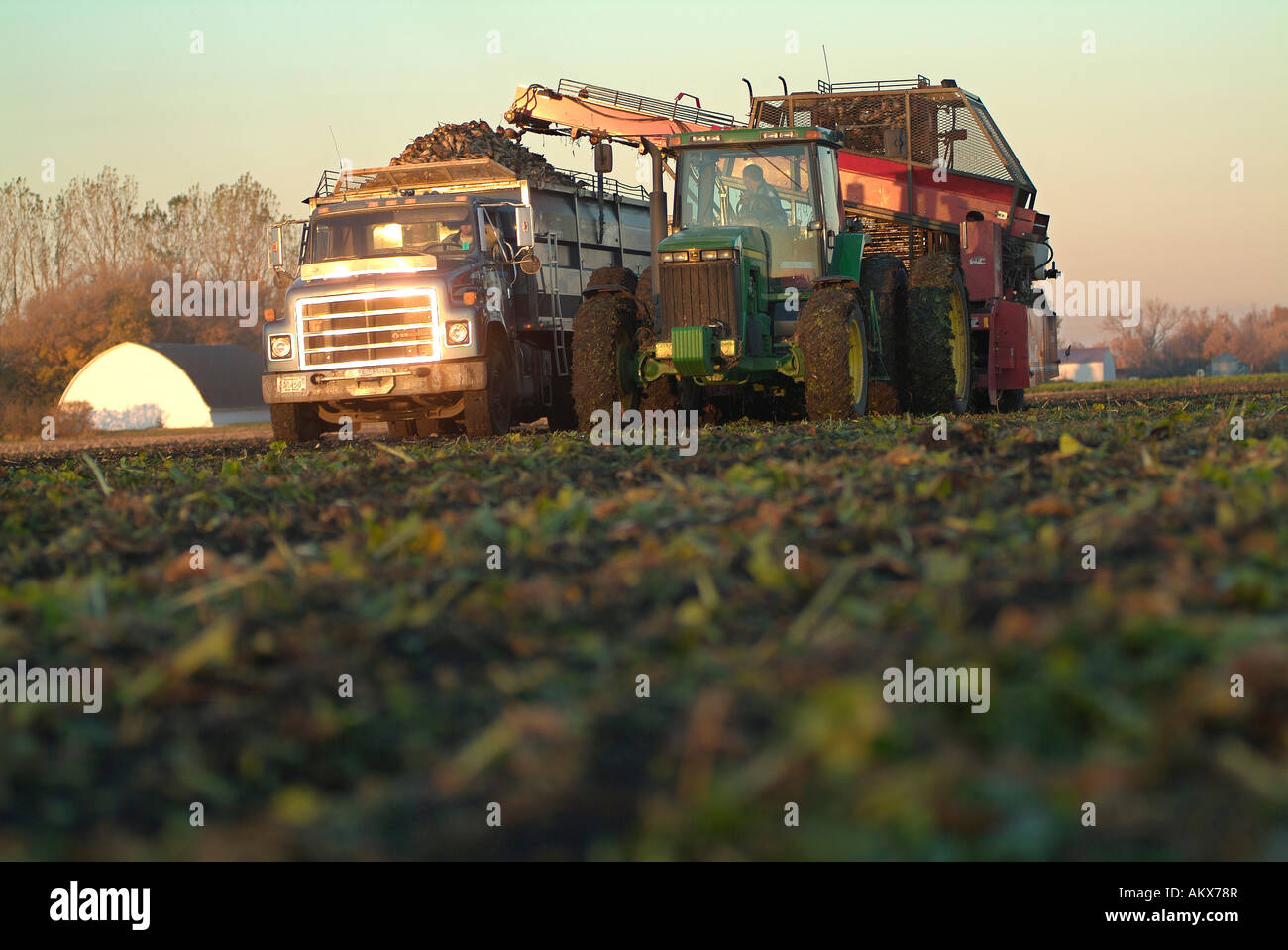 Sugar Beets Harvesting in the Red River Valley of Minnesota Stock Photo