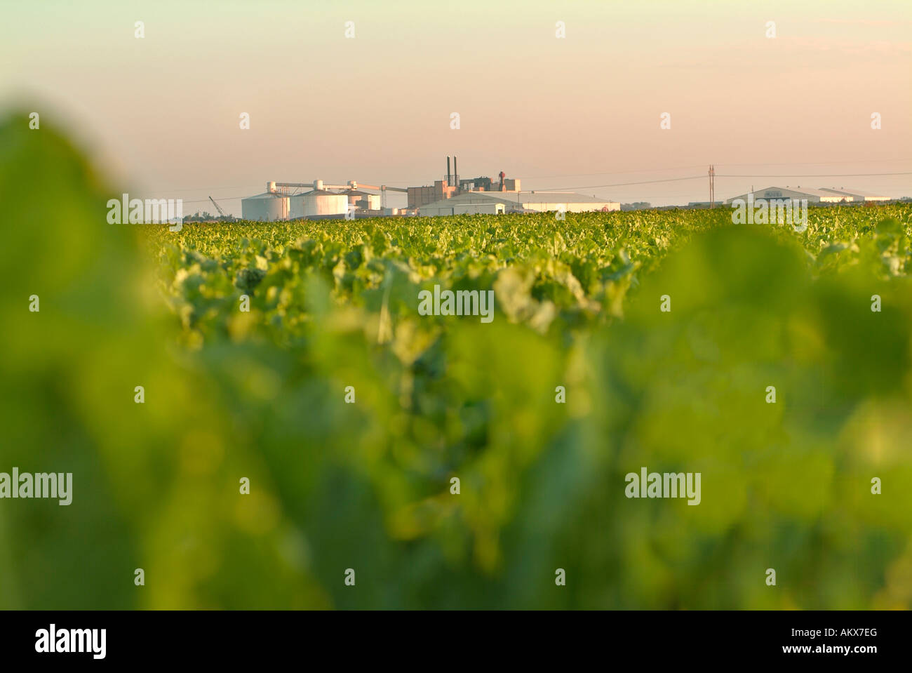 Sugar Beet Field and factory in the Red River Valley of North Dakota