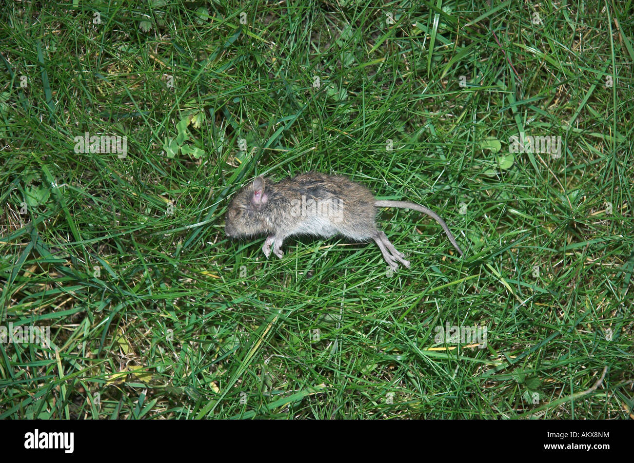 Dead mouse on grass Stock Photo Alamy