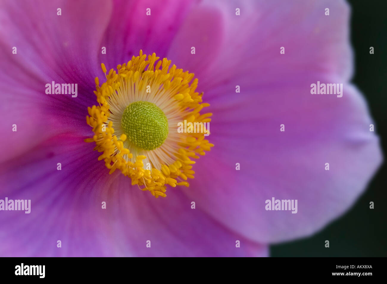 Macro shot of a Anemone japonica, Stock Photo
