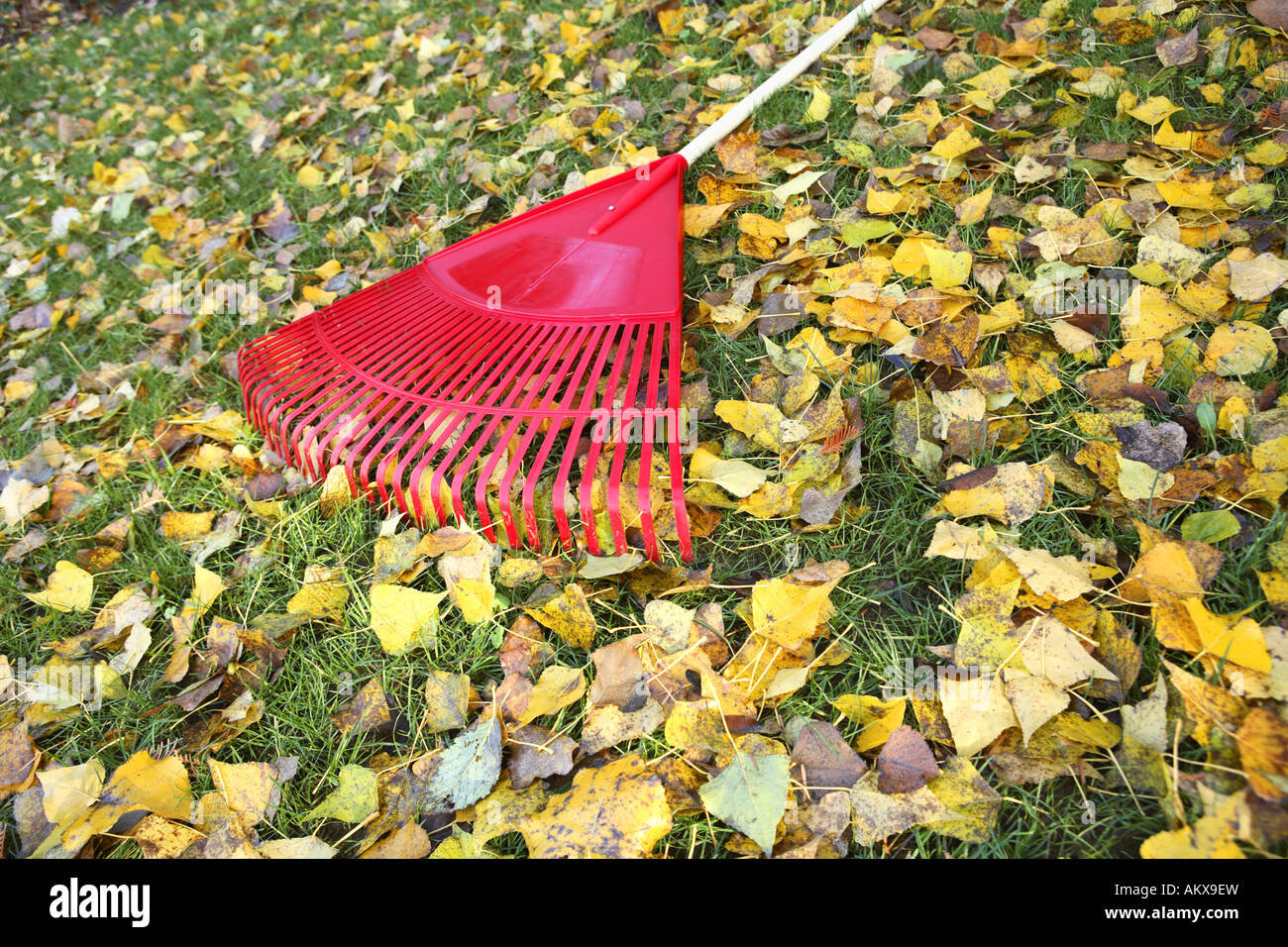Rake laying in leaf covered lawn Stock Photo - Alamy