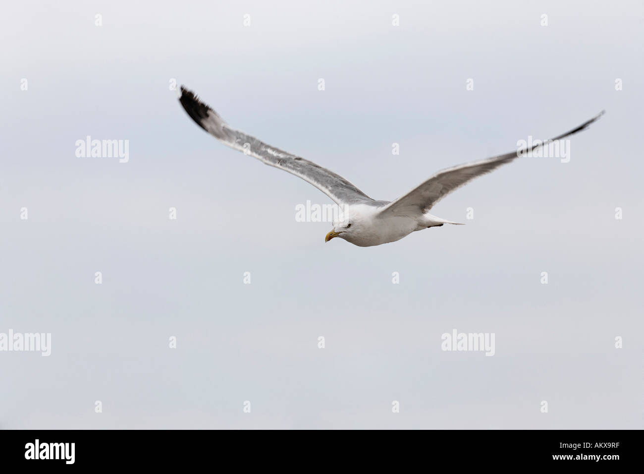 White head seagull (Larus cachinnans) Stock Photo