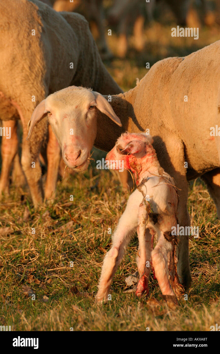 Freshly born merino sheep standing next to ewe Stock Photo