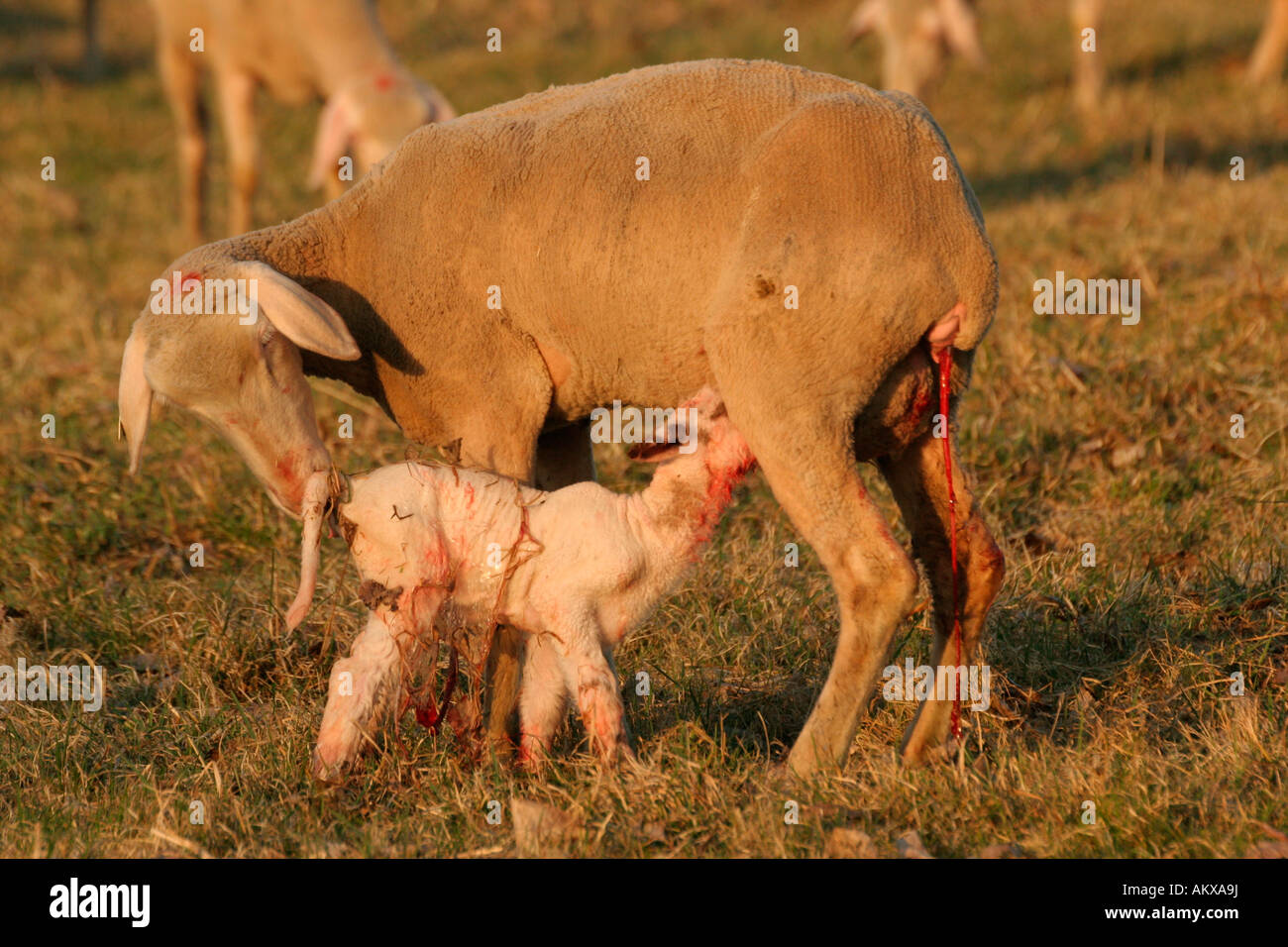 Freshly born merino sheep drinking Stock Photo