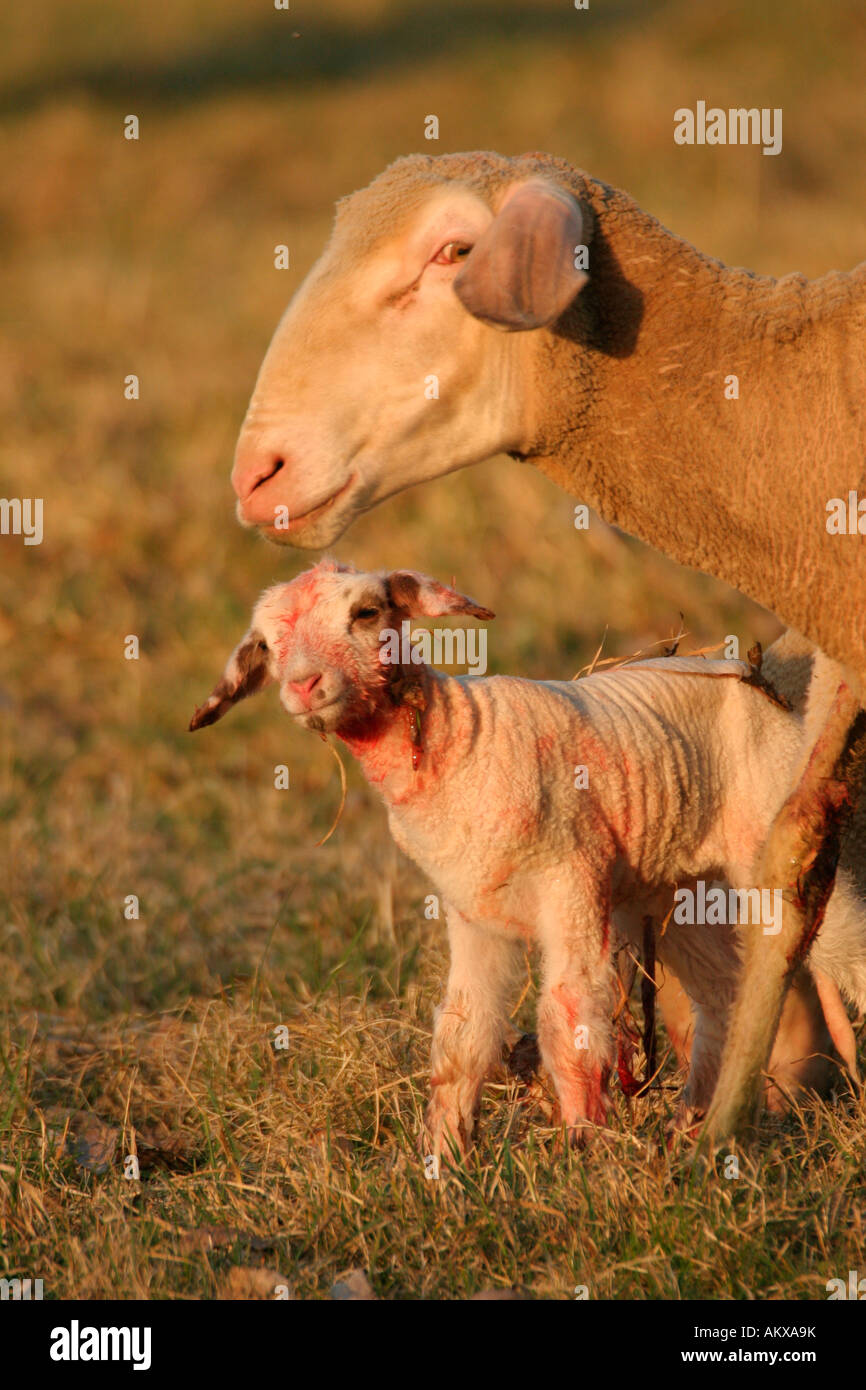Young merino sheep with ewe Stock Photo