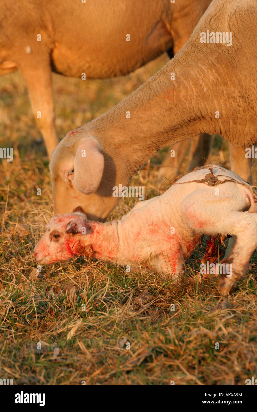 Freshly born lamb gets help by ewe with the firsts attempts to stand up Stock Photo