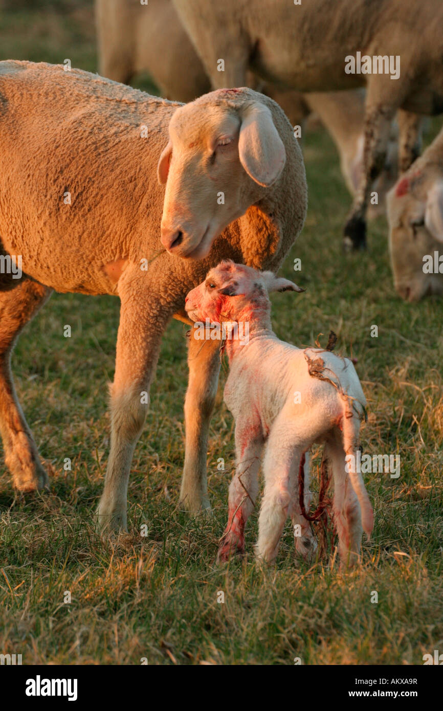 Freshly born lamb standing next to ewe Stock Photo