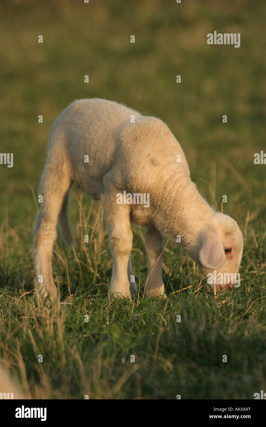 Young merino lamb grazing Stock Photo