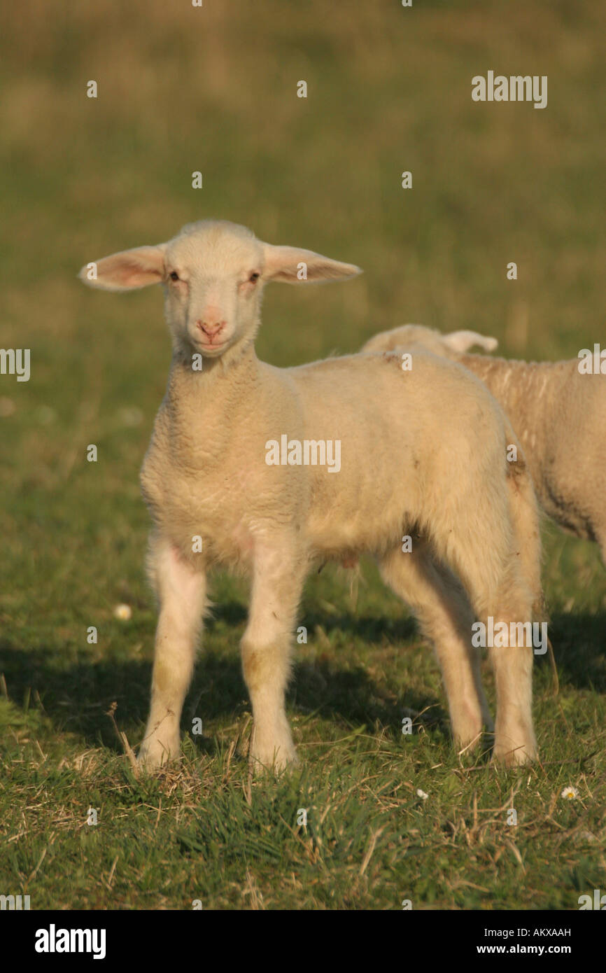 Young sheep Stock Photo