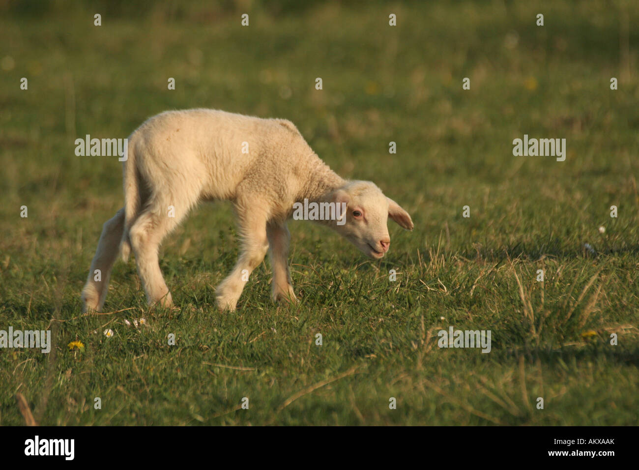Young sheep sniffing at tuft of grass Stock Photo