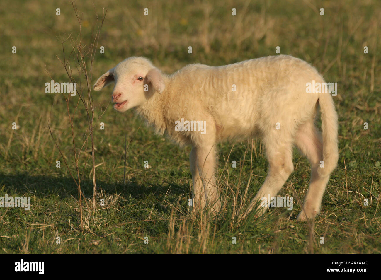 Young bleating sheep Stock Photo