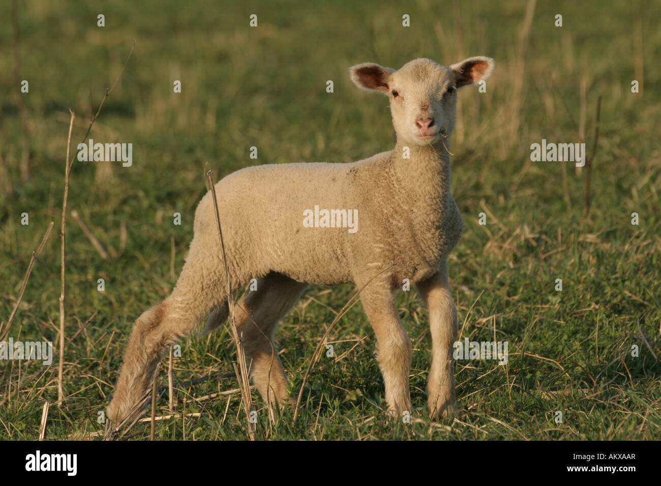 Young merino sheep Stock Photo