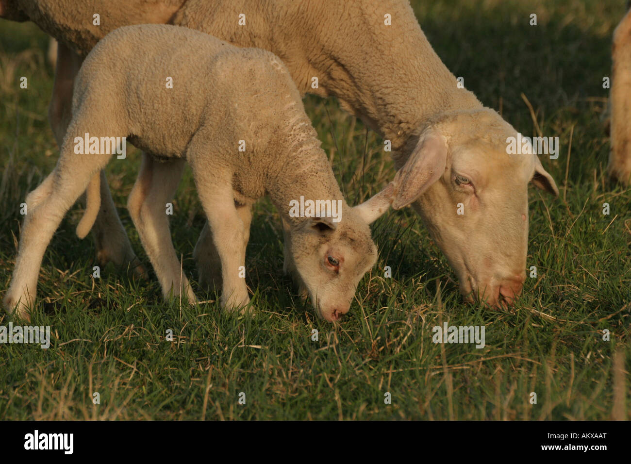 Young sheep with ewe, grazing Stock Photo