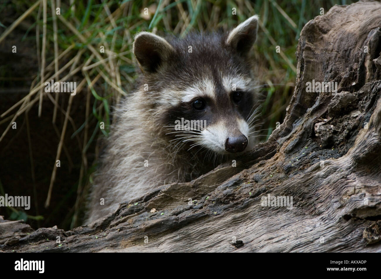 Young racoon (Procyon lotor), Germany Stock Photo