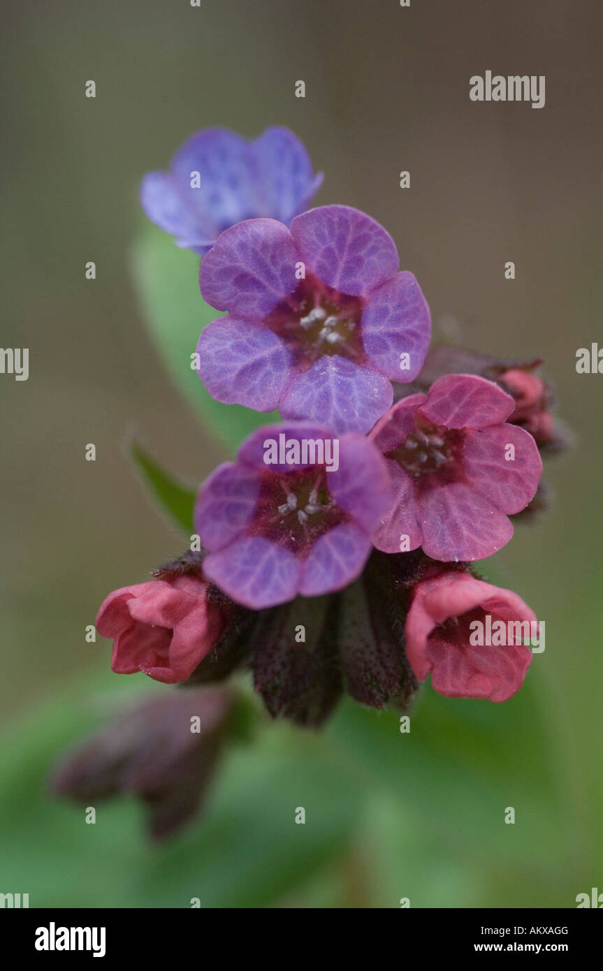 Lungwort (Pulmonaria officinalis), Germany Stock Photo