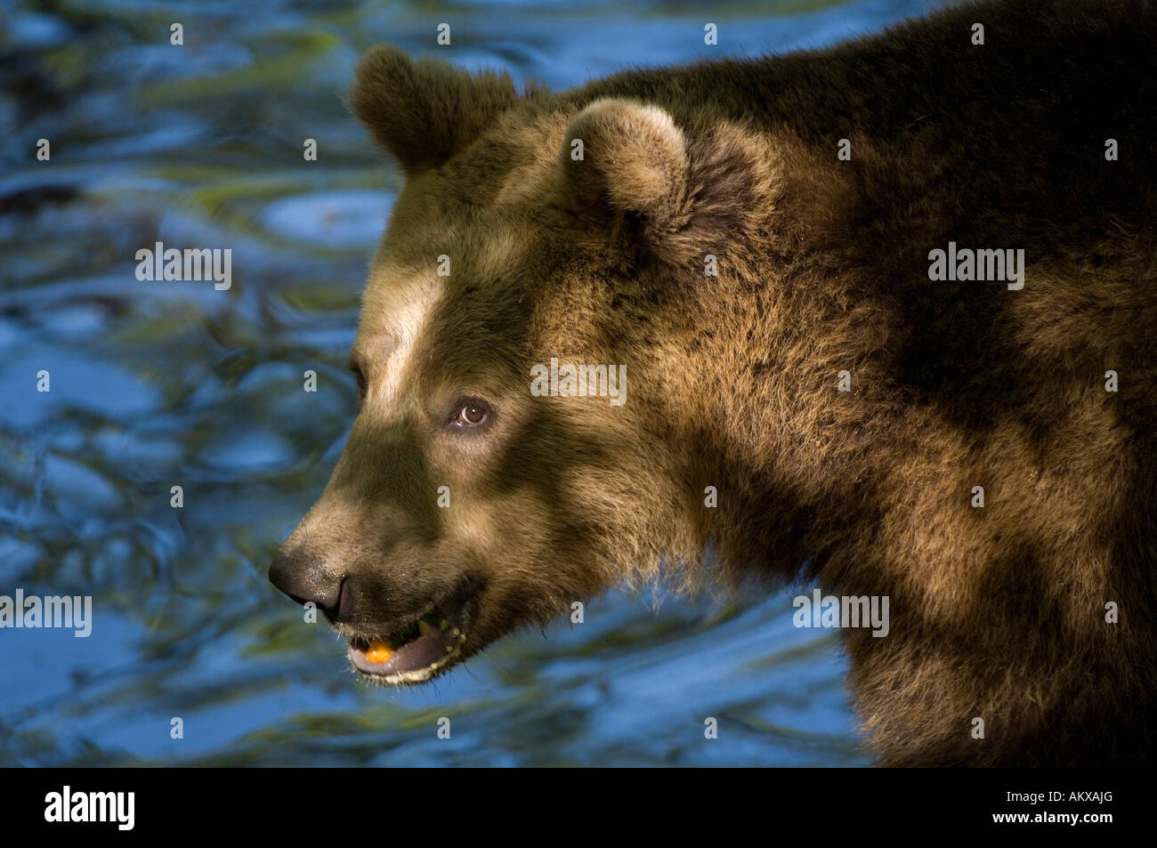 Brown bear (Ursus arctos), Germany Stock Photo - Alamy