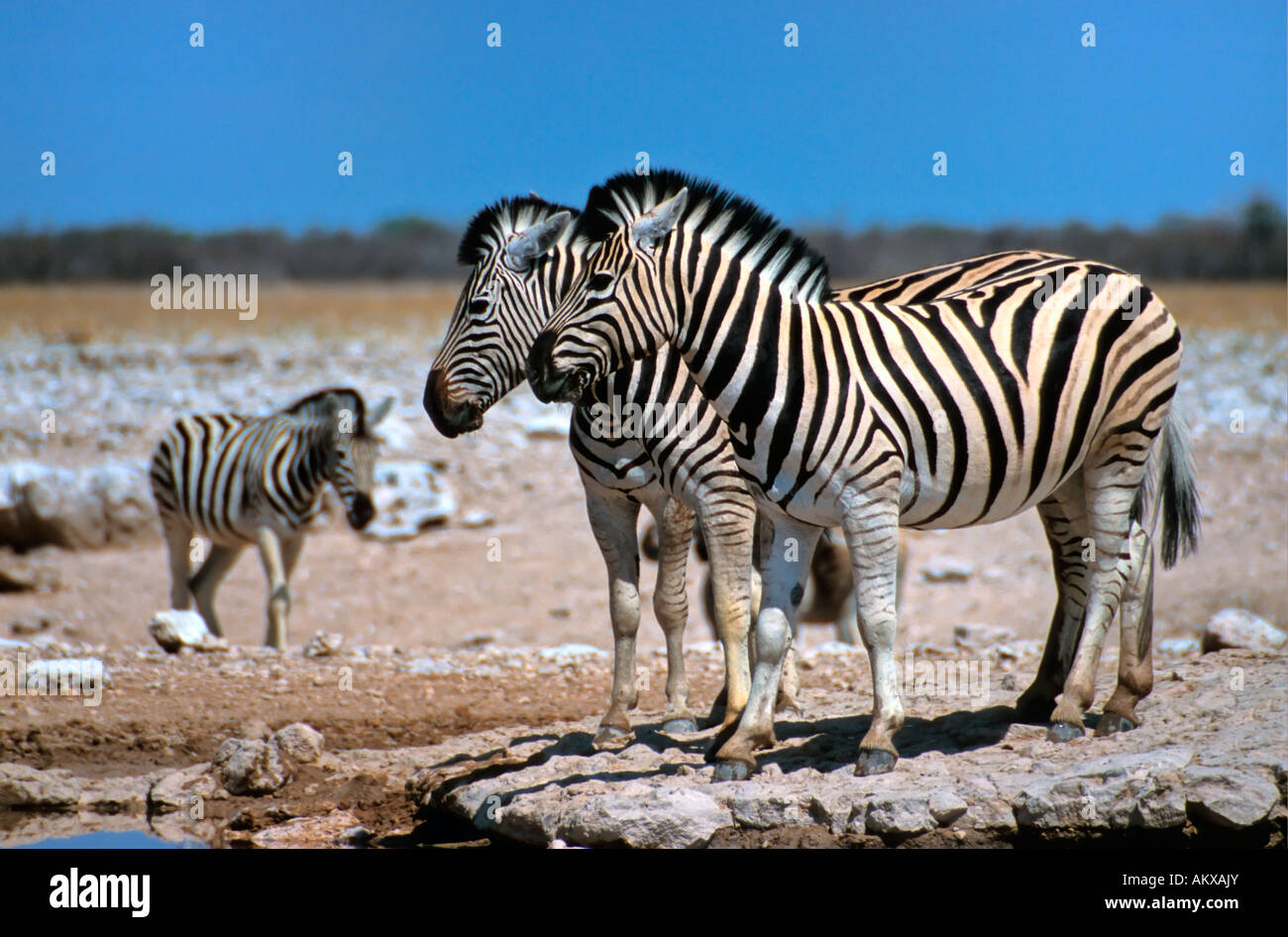 Zebras (Equus quagga) standing at a water hole, Etoscha National Park, Namibia, Africa Stock Photo