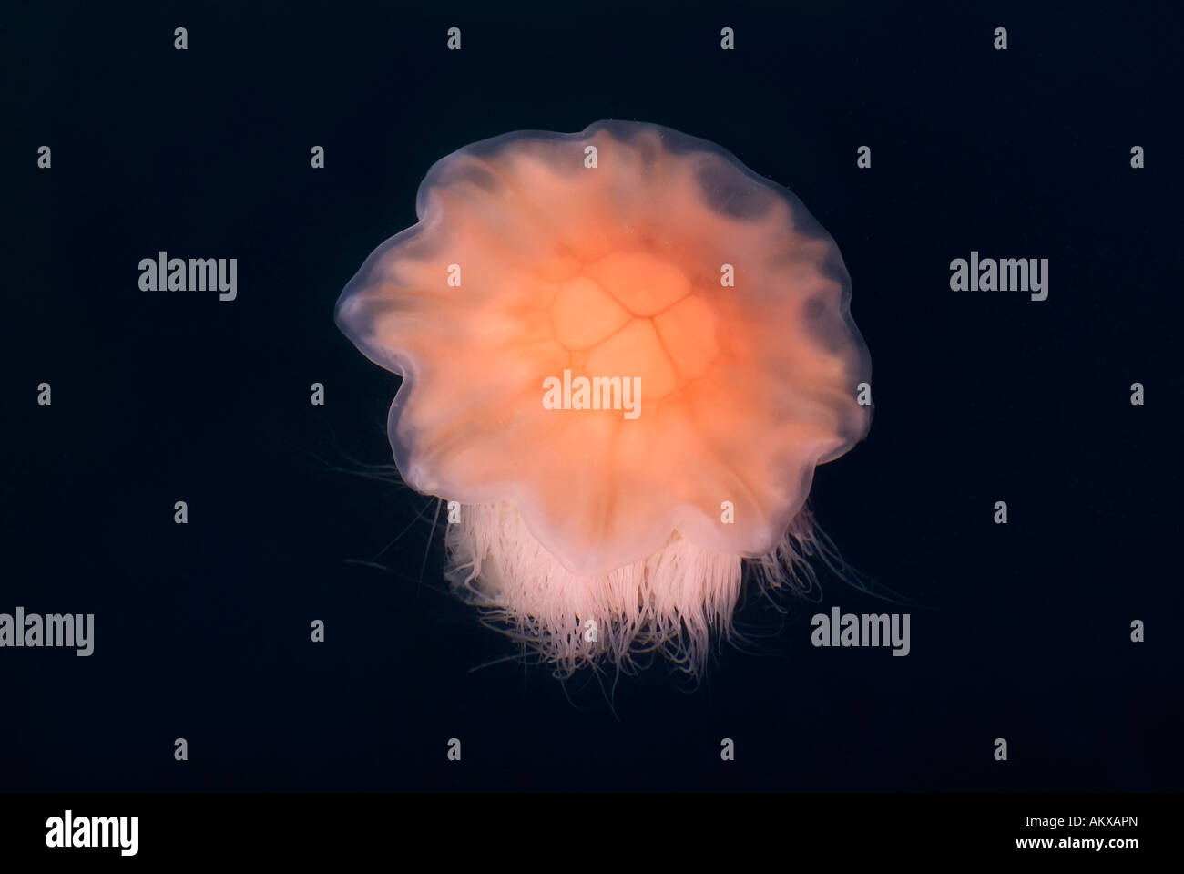 Lion's mane jellyfish (Cyanea capillata) Stock Photo
