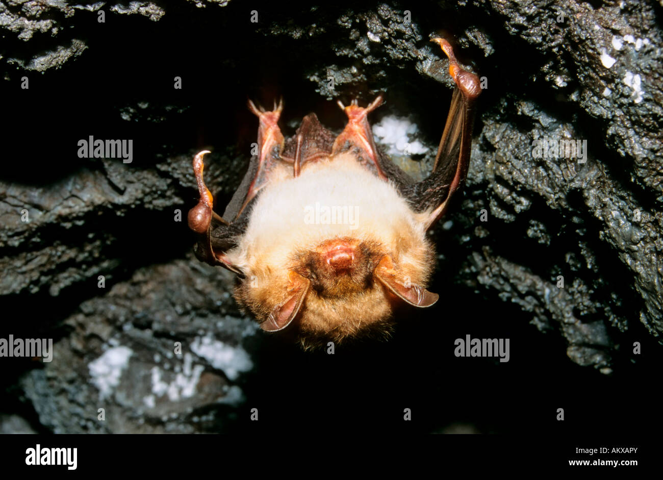 Greater Mouse-Eared Bat (Myotis myotis) hibernating in a cave Stock Photo