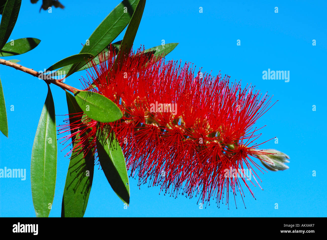 Red bottlebrush, Callistemon citrinus Stock Photo