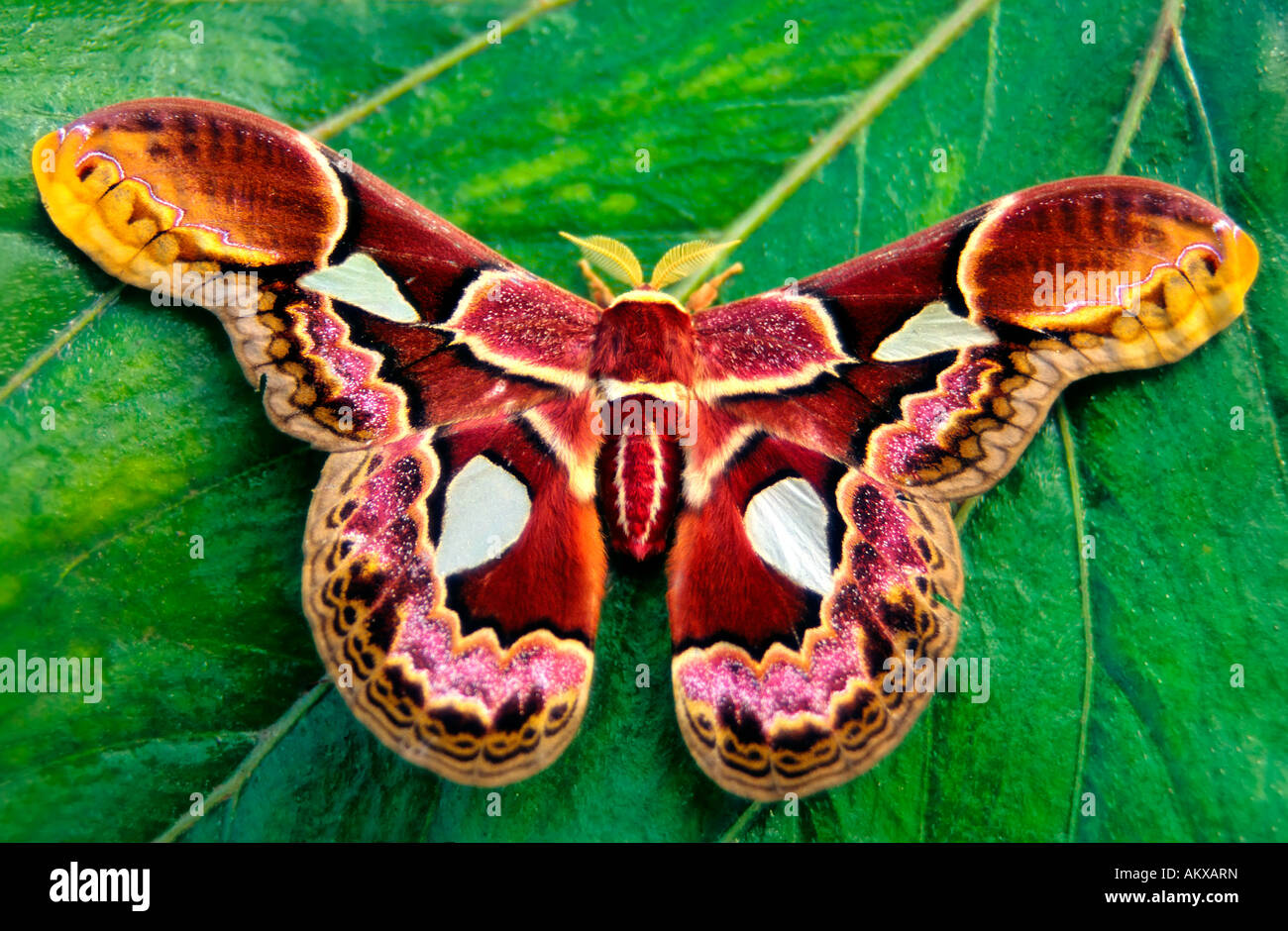 Rothschild moth (Rothschildia erycina) Stock Photo