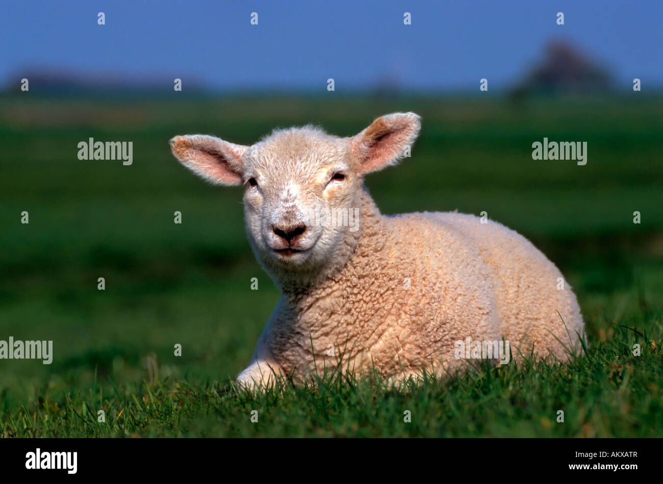 Young sheep on the pasture Stock Photo