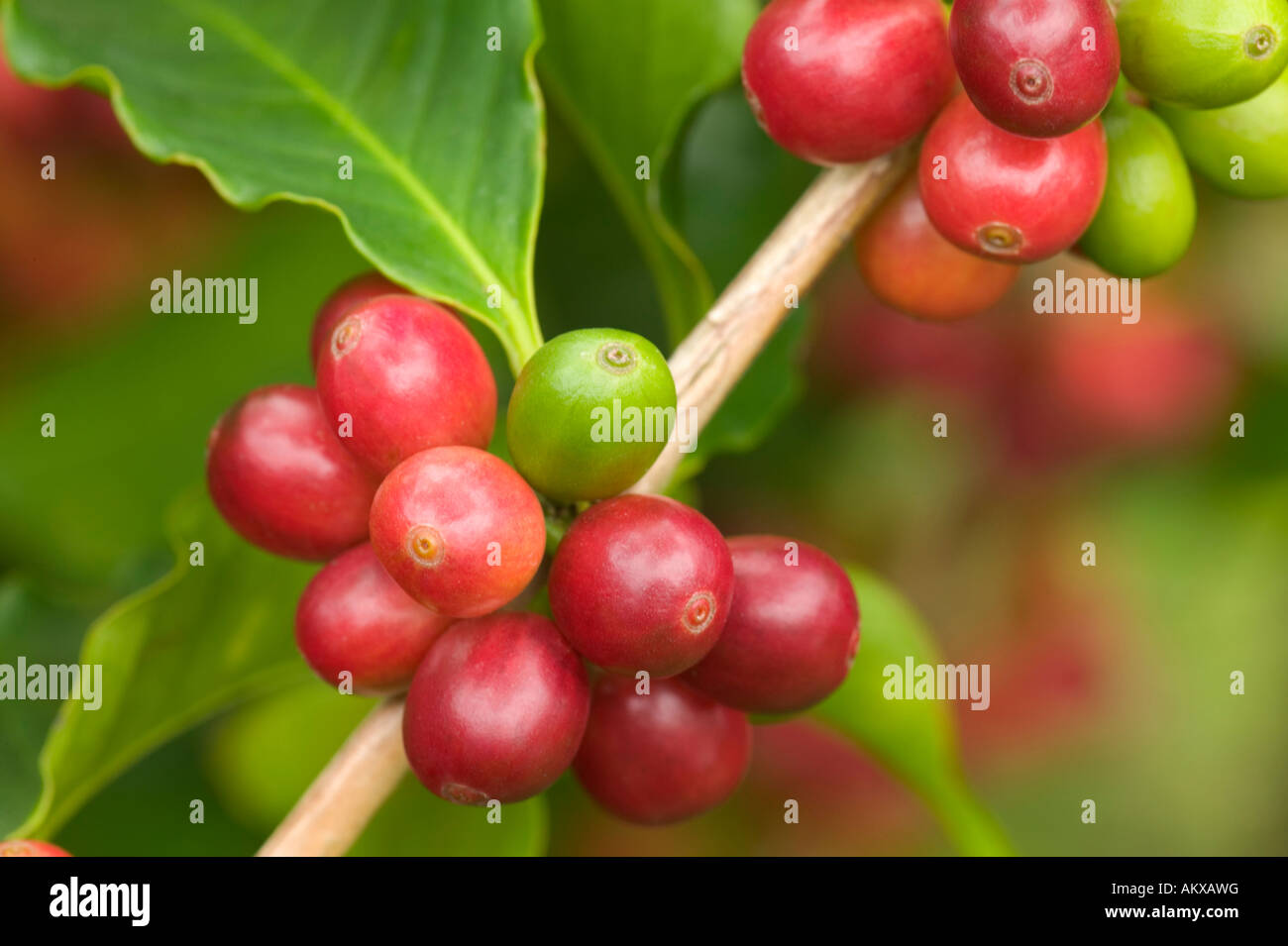 Mature Kona coffee beans on branch. Stock Photo