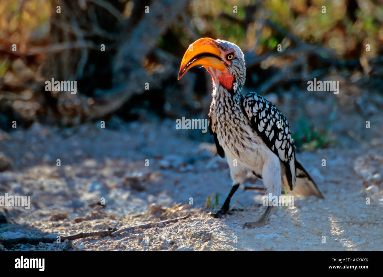 Southern Yellow-billed Hornbill (Tockus leucomelas) with glowing beak in the back light Stock Photo