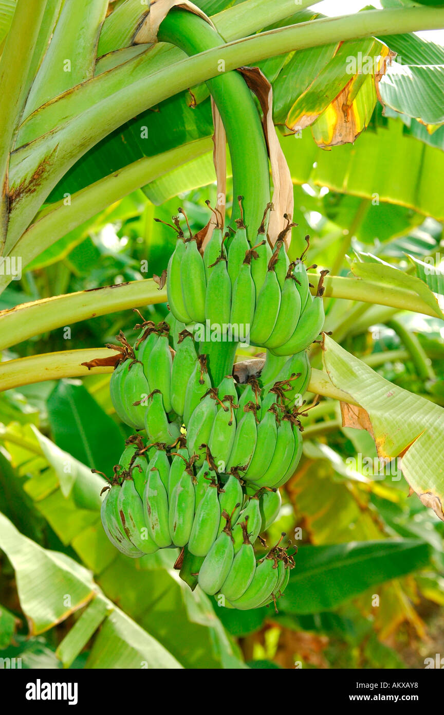 Banana plant Musa spec Stock Photo Alamy
