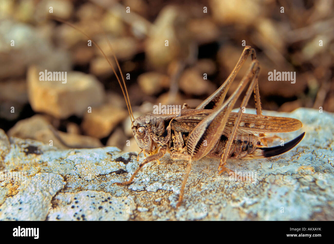 Western BushCricket (Platycleis albopunctata), female with long, blade
