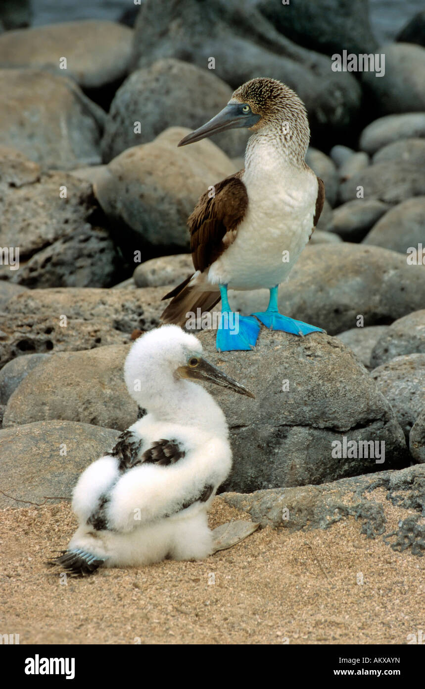 Blue footed booby (Sula nebouxii) adult bird with chick Stock Photo